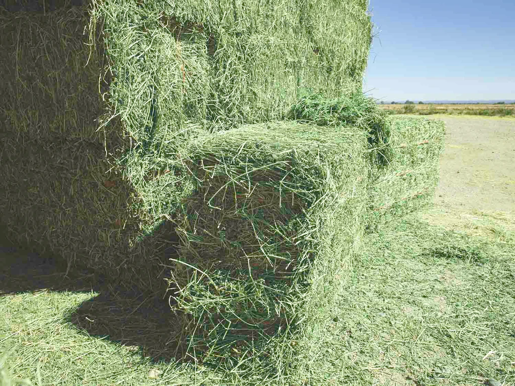 Buy Premium Alfalfa Hay Online – High Protein, Fresh & Nutritious Hay for Horses & Small Animals