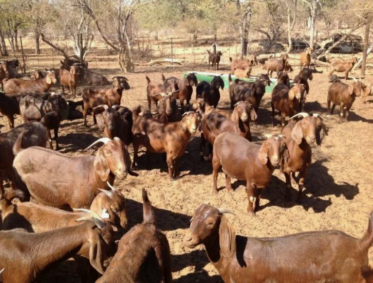 Buy Kalahari Red Goat Meat Online, Premium Goat Meat, Kalahari Red Meat Price, Best Goat Meat for Sale, Healthy Lean Meat, Buy Fresh Goat Meat, Gourmet Goat Meat, Kalahari Red Goat Cuts, Order Goat Meat Online