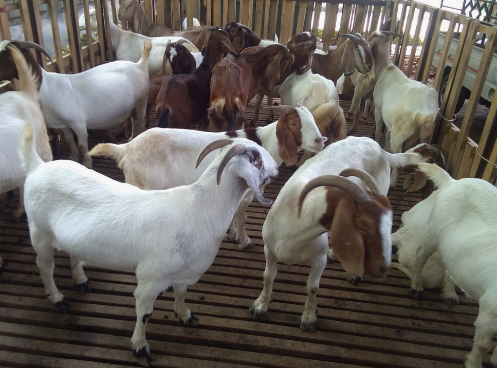 Buy high-quality Boer goats for sale at GREEN SP ZOO. Our Boer goats are fast-growing, disease-free, and ideal for meat production and breeding.