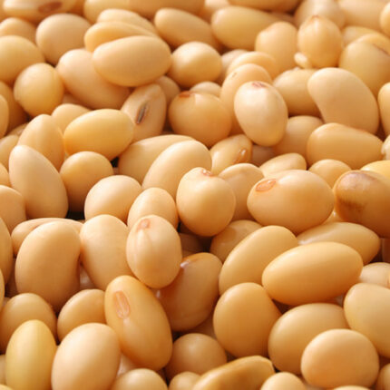 Premium soybean seeds for sale