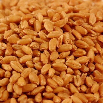 Premium wheat seeds for sale