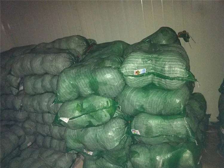 Fresh green cabbage from new crop of 2016 export standard