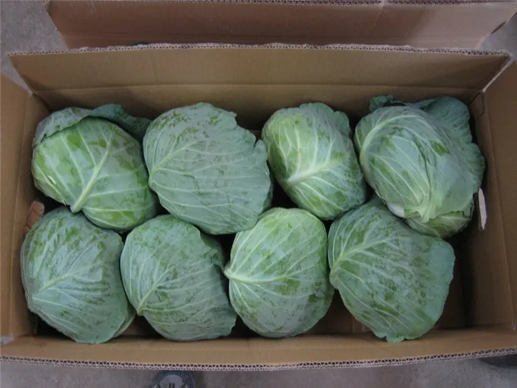 Fresh green cabbage from new crop of 2016 export standard