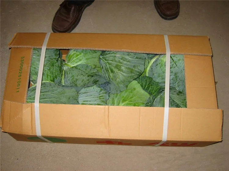 Fresh green cabbage from new crop of 2016 export standard