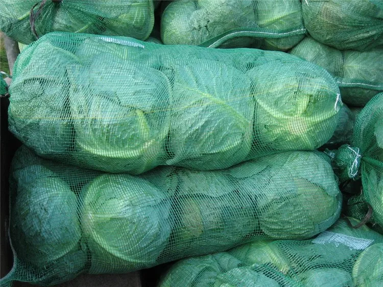 Fresh green cabbage from new crop of 2016 export standard