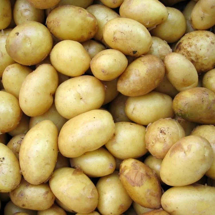 Fresh Irish Potatoes for Sale - Unbeatable Quality at Affordable Prices