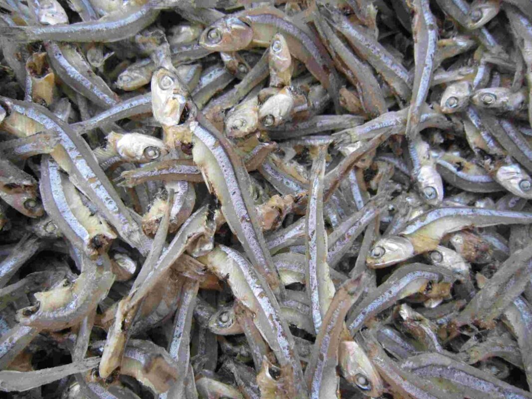 Buy Dry Anchovies Online