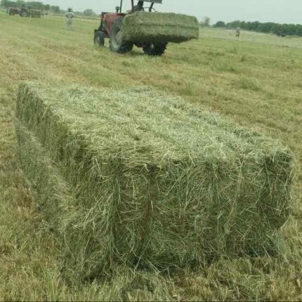 high-quality Rhodes Hay for sale at great prices