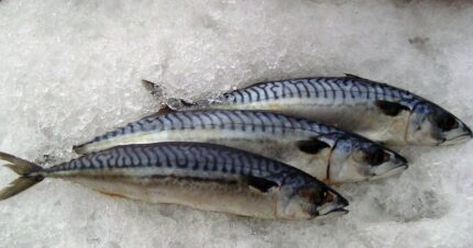 Frozen Mackerel Fish