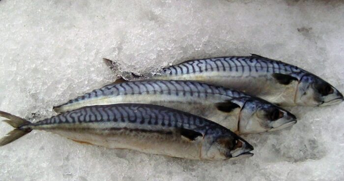 Frozen Mackerel Fish