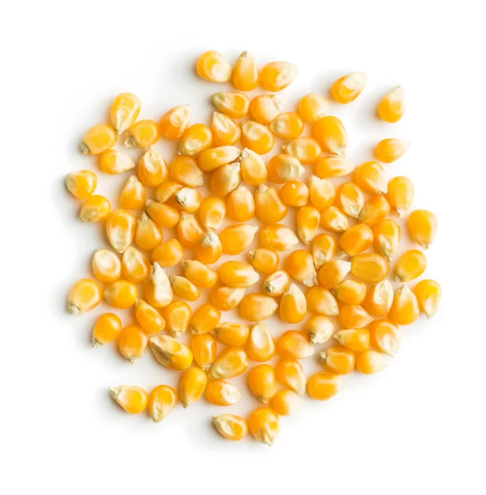 Yellow and White Corn