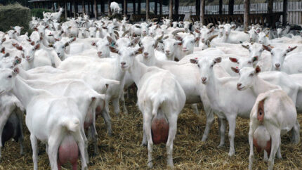 Top-quality Saanen goats for sale at competitive price