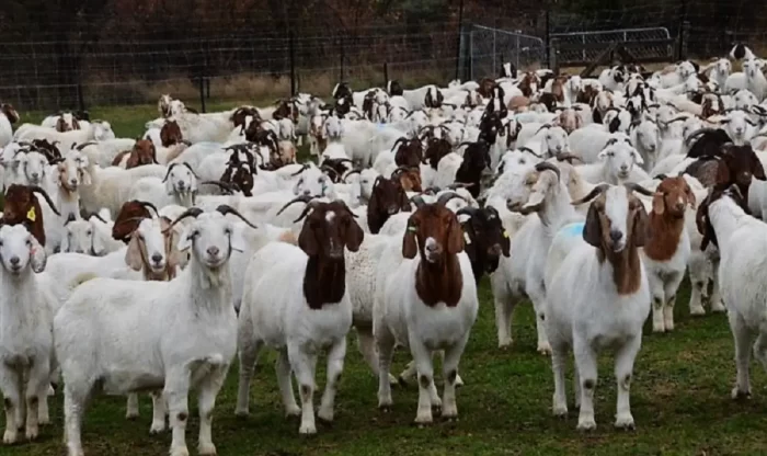 Boer Goats for Sale